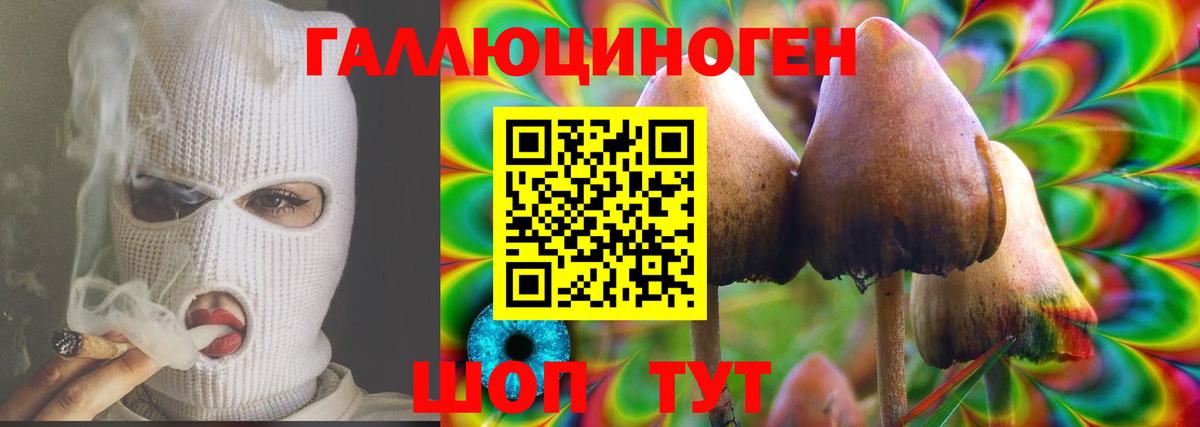 Галлюциногенные грибы Psilocybe Северск